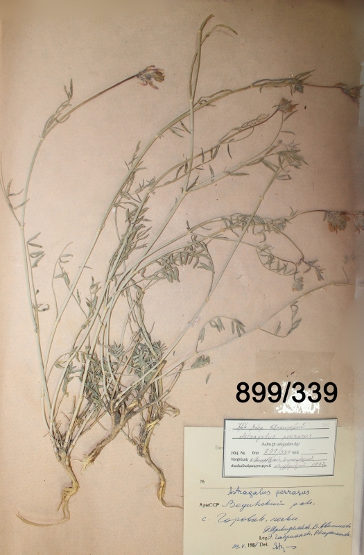 Astragalus perrarus