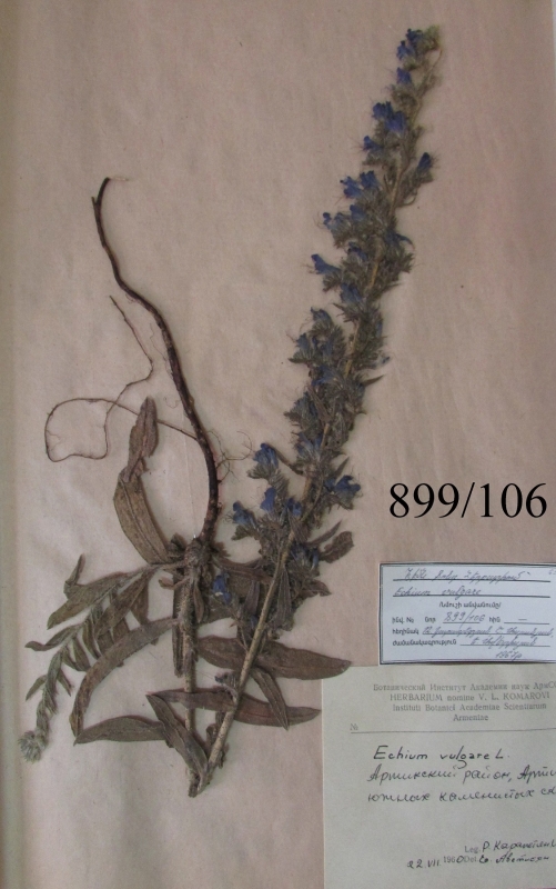 Echium vulgare