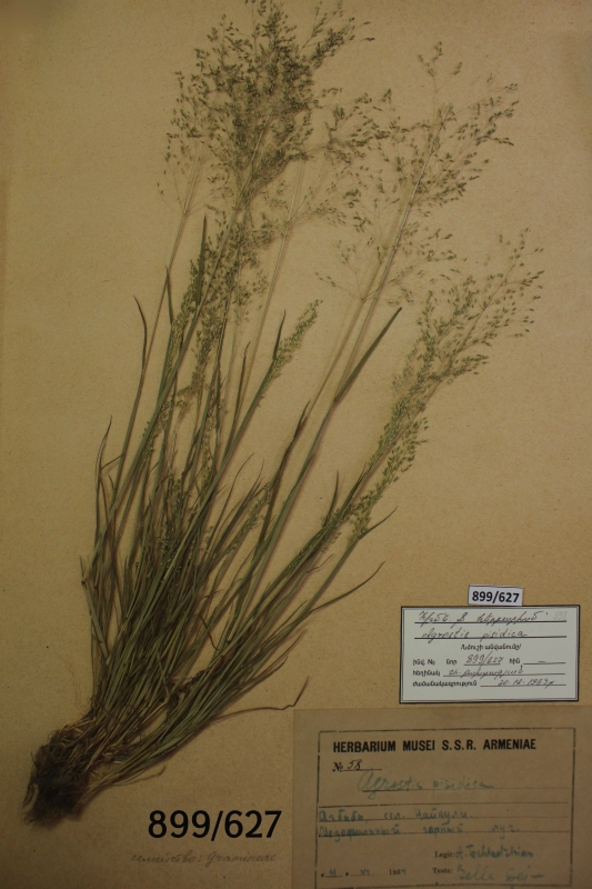 Agrostis pisidica