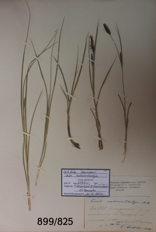 Carex nulanostachya
