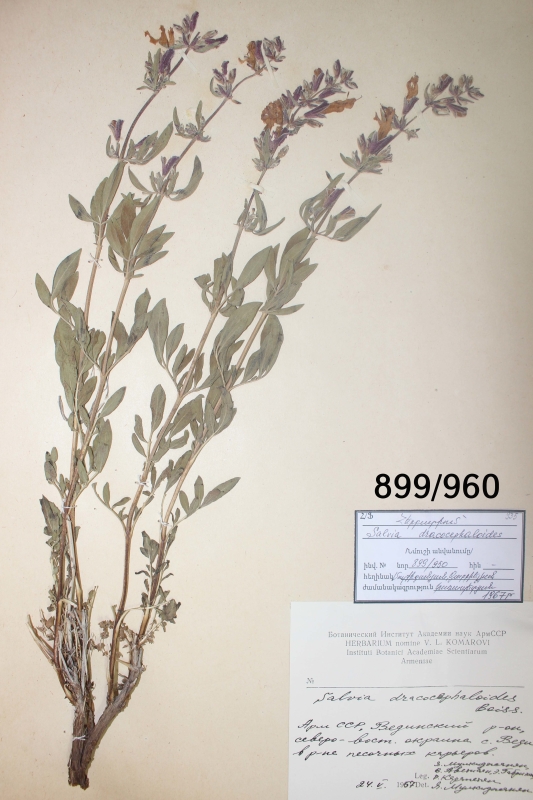 Salvia dracocephaloides