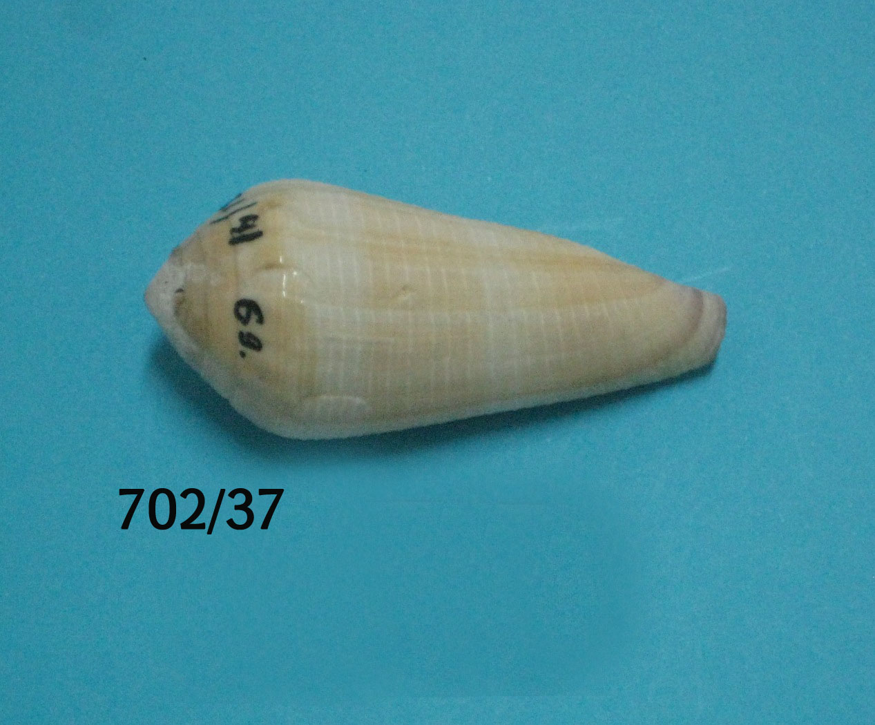 Conus terebra