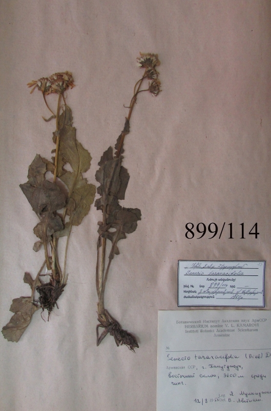 Senecio taraxacifolia