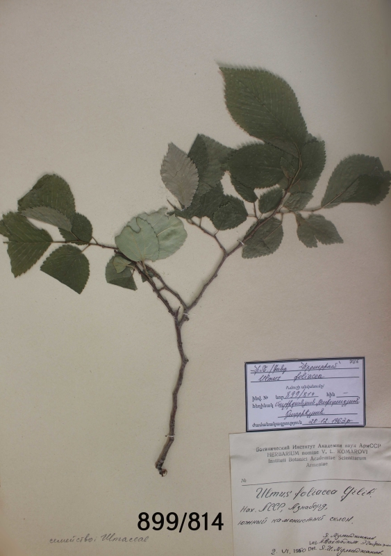 Ulmus foliacea