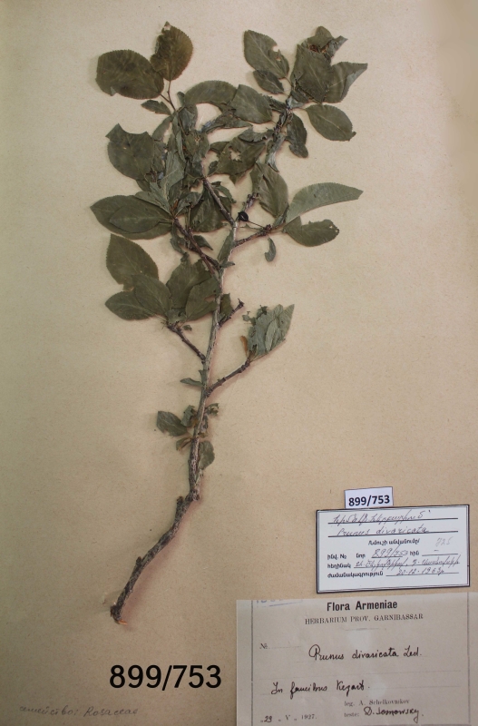 Prunus divaricata