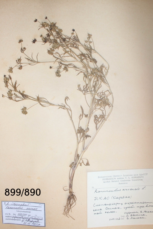 Ranunculus  arvensis