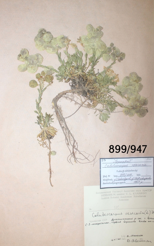 Caluteocarpus  vesicaria