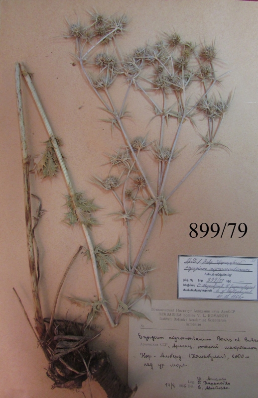 Eryngium nigromontanum
