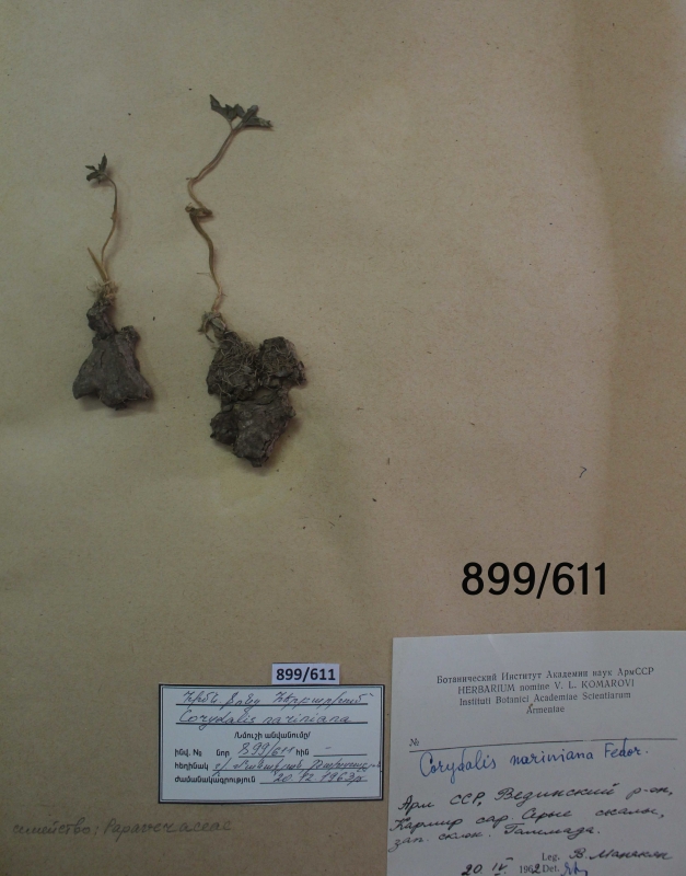 Corydalis nariniana