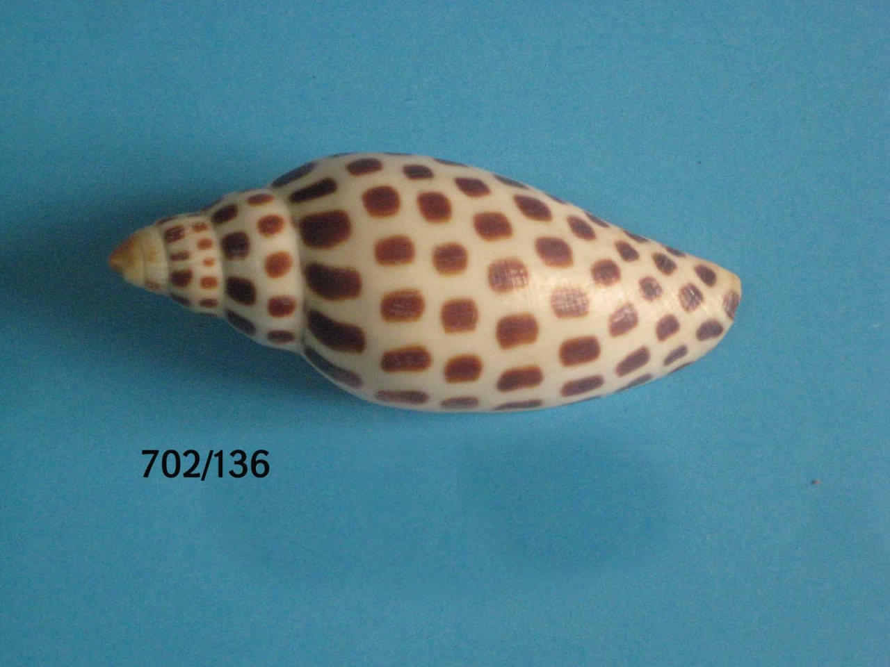 Scaphella junonia