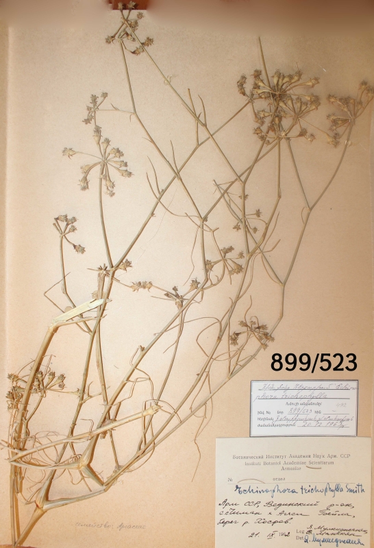 Echinophora trichophylla