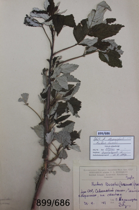 Rubus buschii