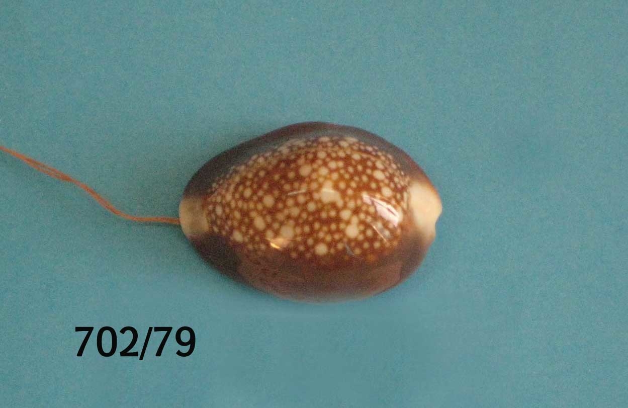 Cypraea caputserpentis