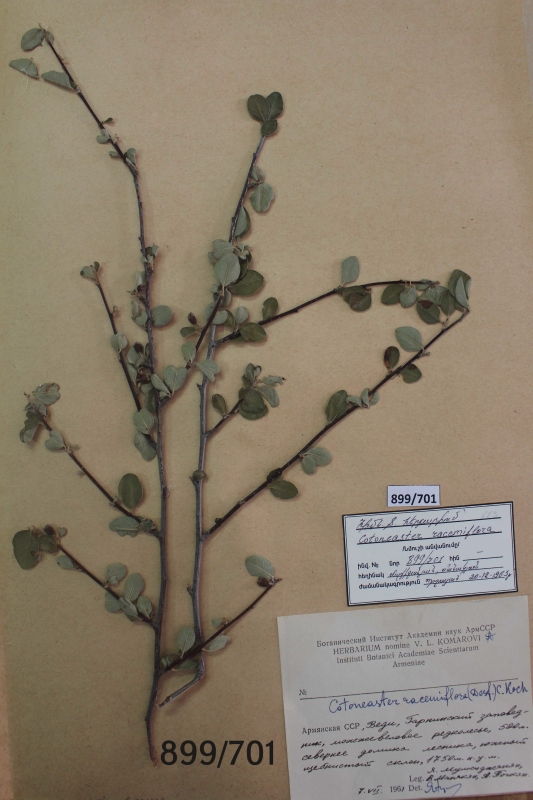 Cotoneaster  racemiflora