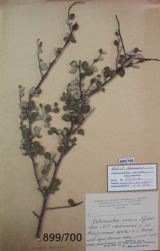 Cotoneaster  armena