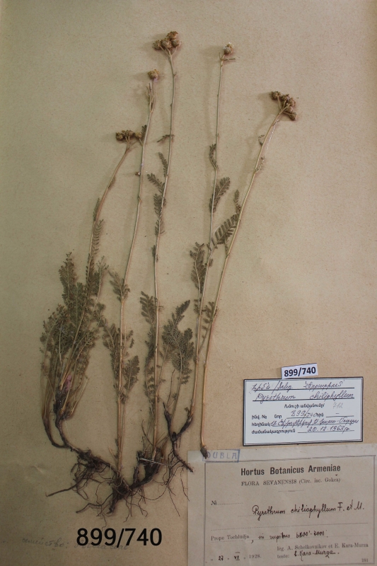 Pyrethrum  chiliophyllum
