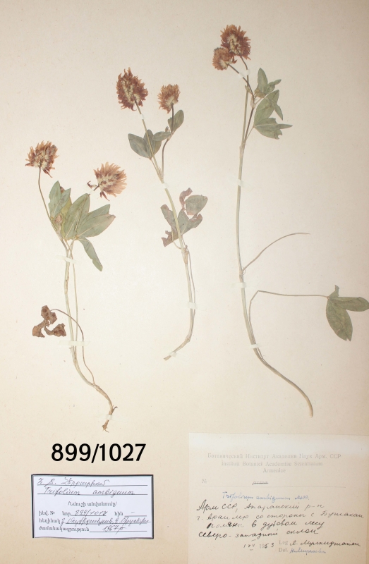 Trifolium  ambiguum