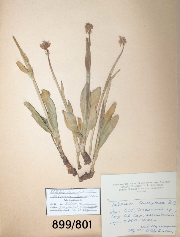 Valeriana leucophaea