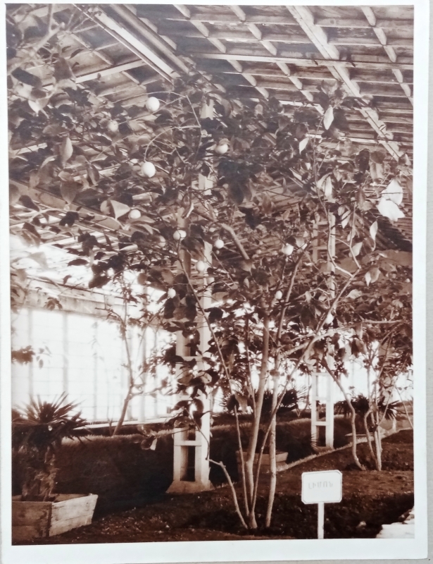 1955թ. գյուղատնտեսական ցուցահանդեսում աճեցվող կիտրոնի ծառեր 