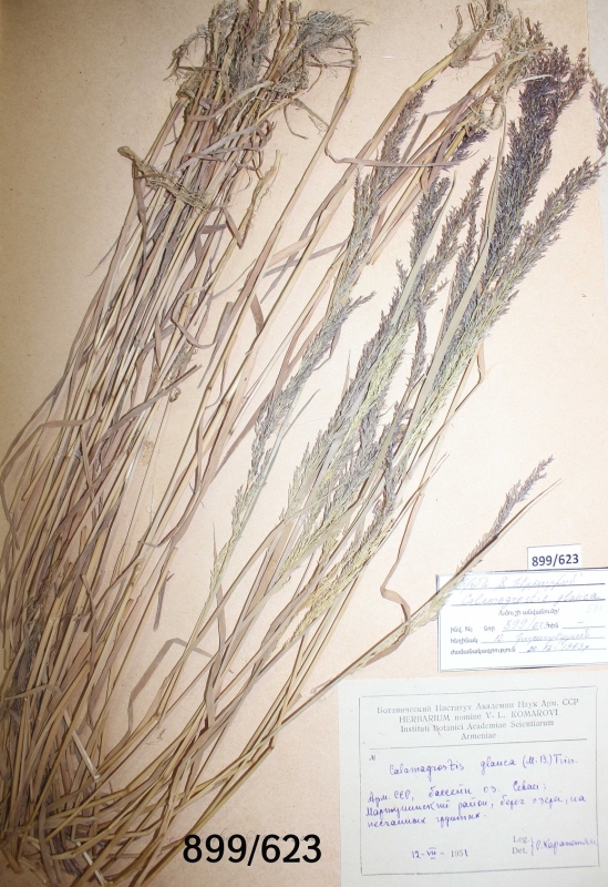 Calamagrostis  glauca