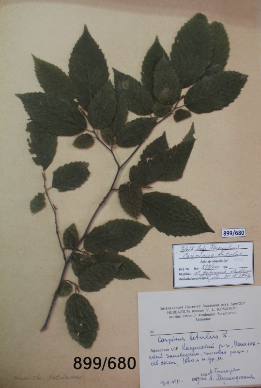 Carpinus  betulus