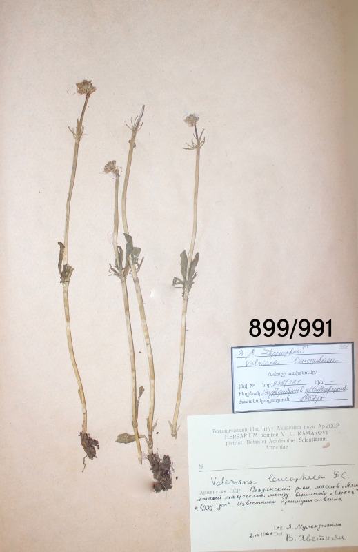 Valeriana  leucophaea