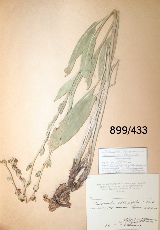 Campanula oblongifolia 