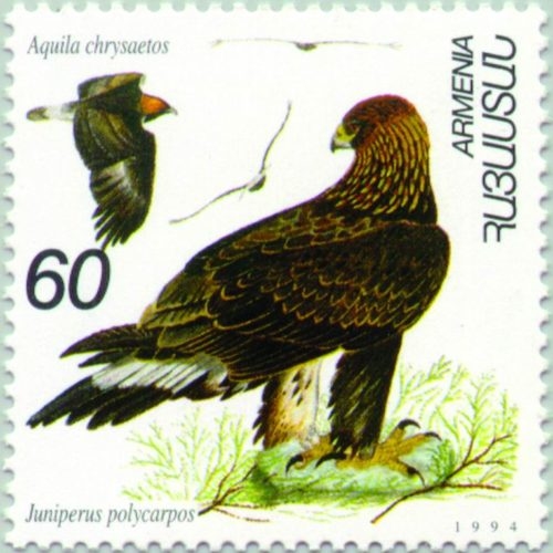 Aquila chrysaetos