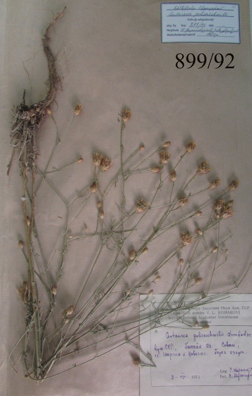 Centaurea gulisaschwii