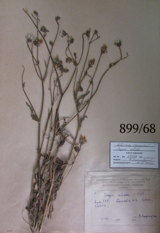 Crepis ciliata