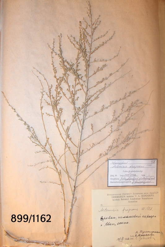 Artemisia  fragrans