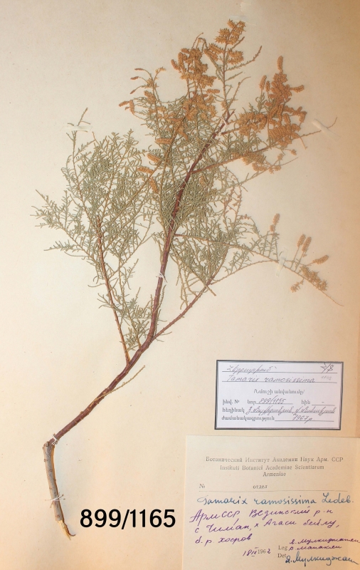 Tamarix ramosissima