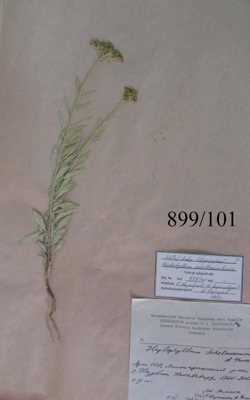 Haplophyllum  shelkownikowii