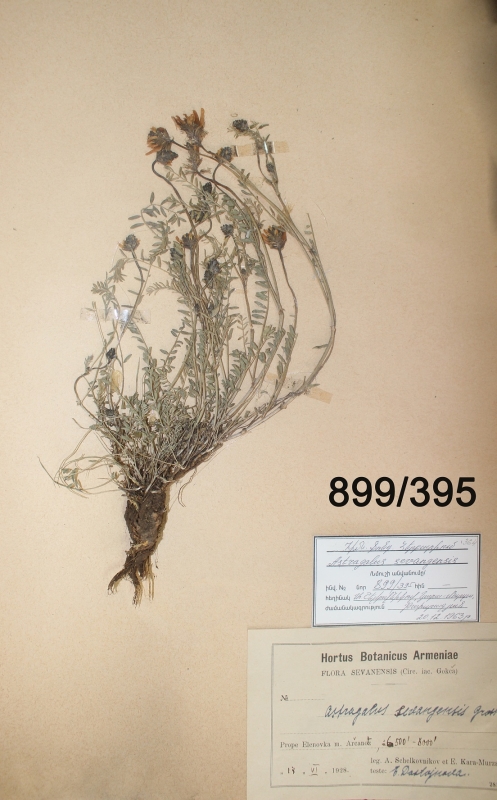 Astragalus sevangensis