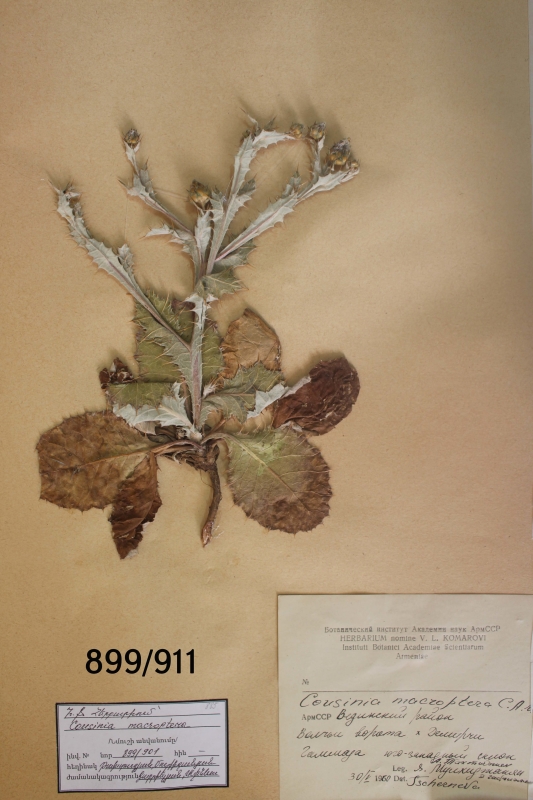 Cousinia  macroptera