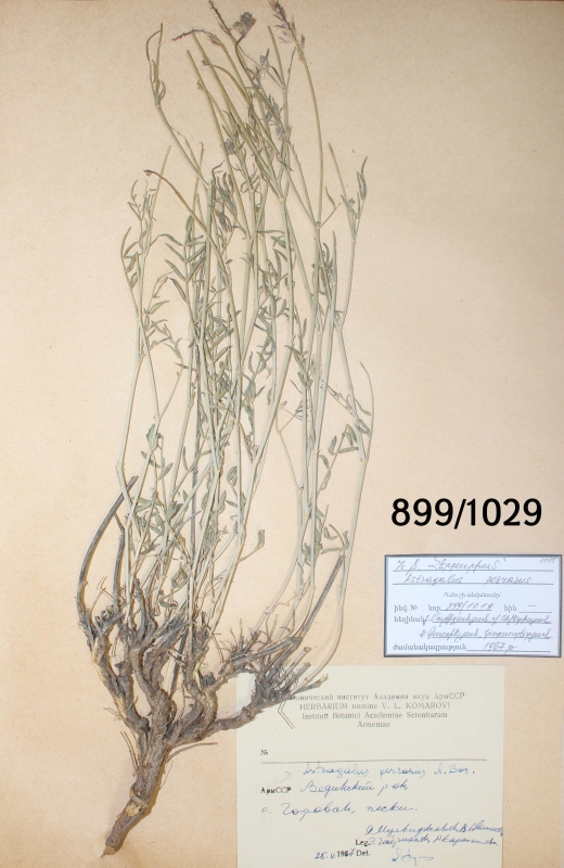 Astragalus  perrarus