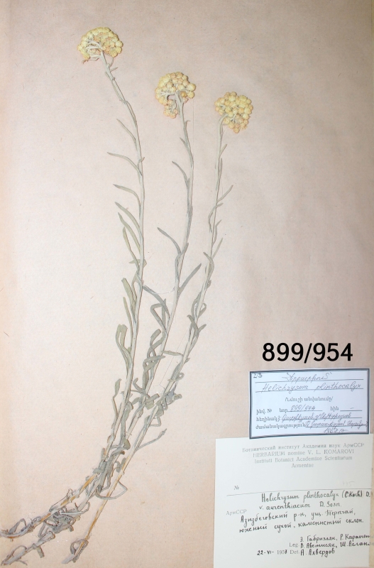 Helichrysum  plinthocalyx