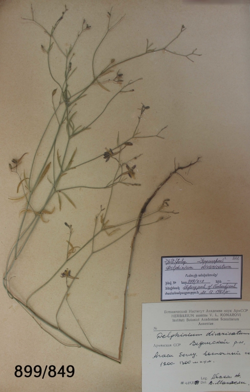 Delphinium  divaricatum