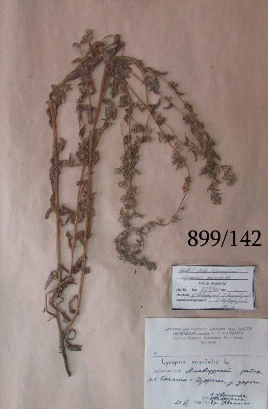 Lycopsis orientalis