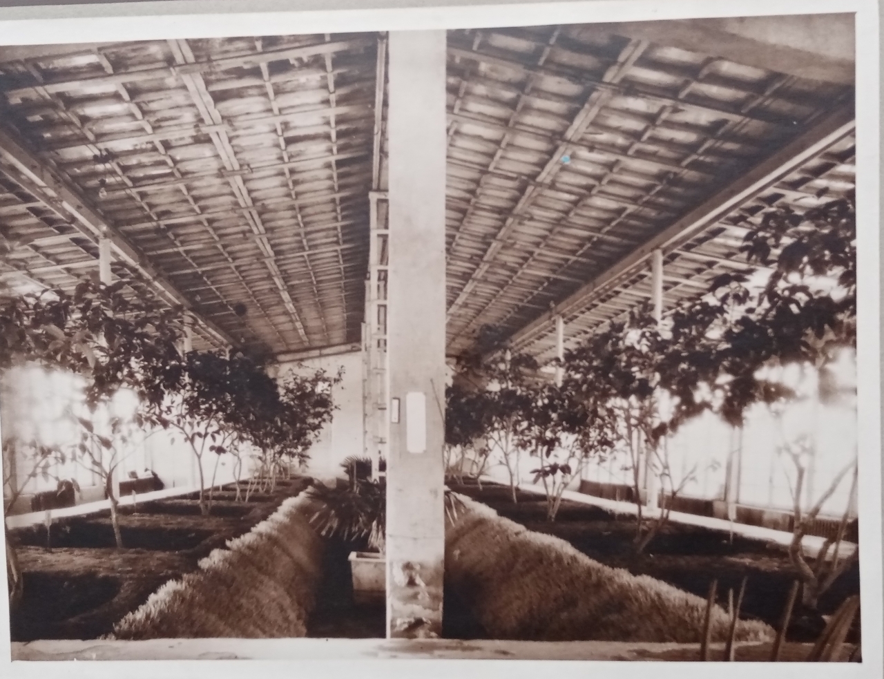 1955թ. գյուղատնտեսական ցուցահանդեսի ջերմատան ընդհանուր տեսարանը