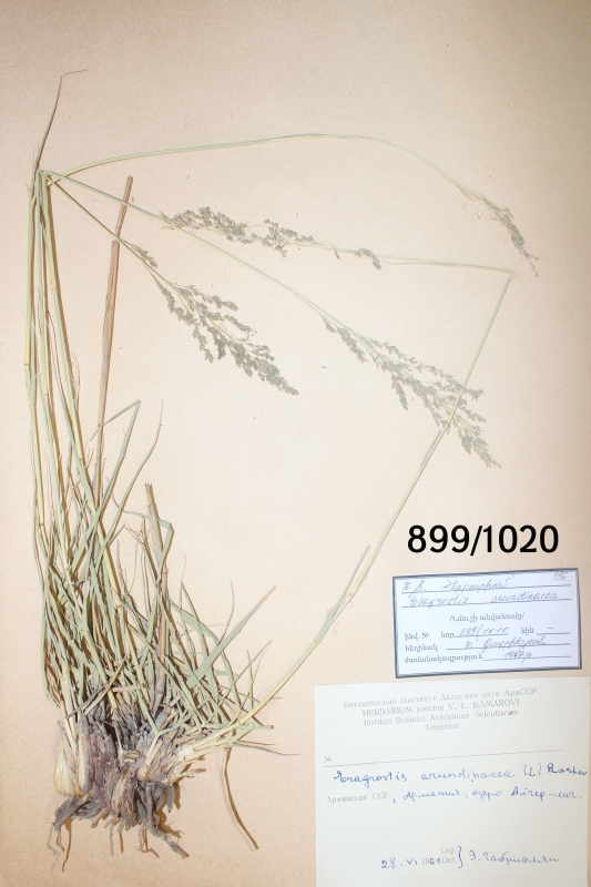 Eragrostis  arundinacea 