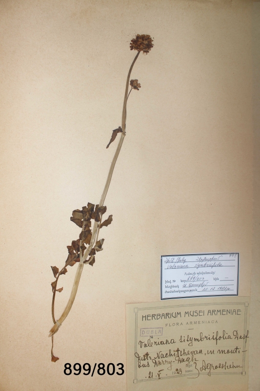 Valeriana  siyumbriifolia