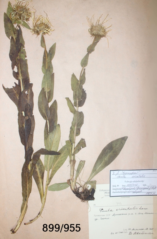 Inula  orientalis