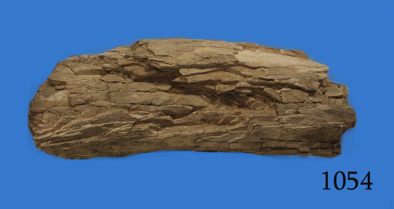 Տրոգոնթերյան փղի ժանիքի հատված