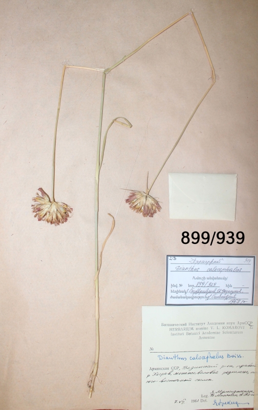 Dianthus  calocephalus