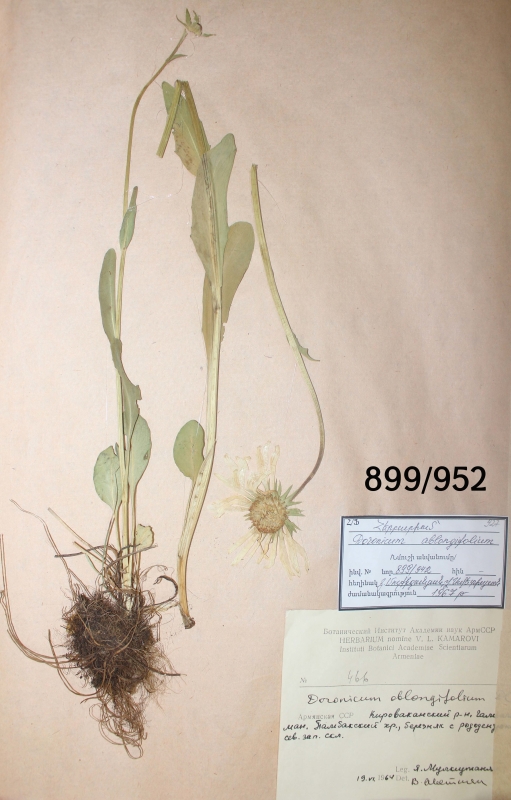 Doronicum  ablongifolium