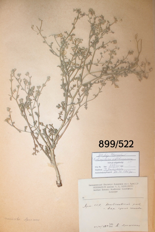 Echinophora sibthorpiana