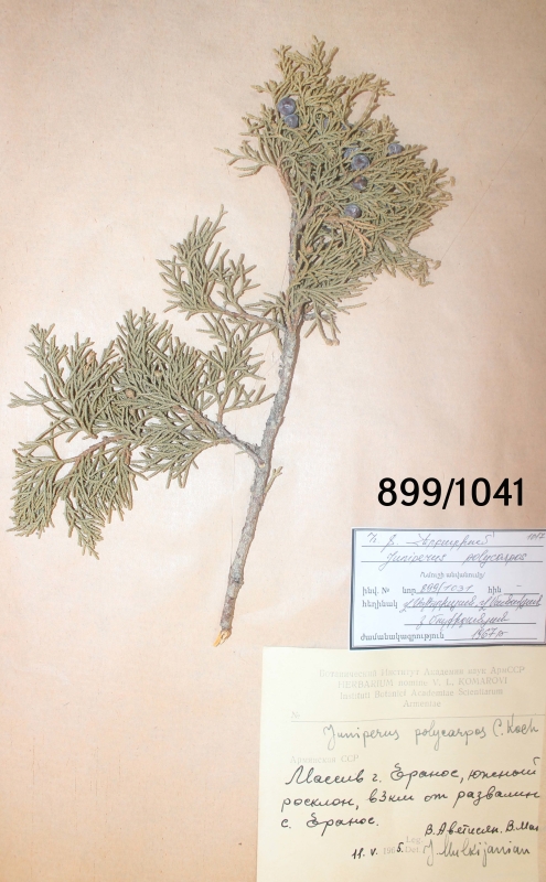 Juniperus  polycarpos