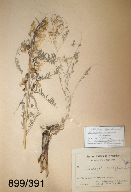 Astragalus caraganae