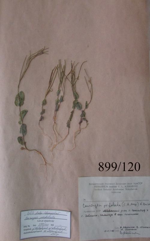 Coringia perfoliata
